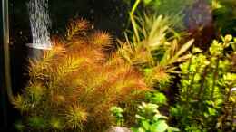 Aquarium einrichten mit Aquasabi CO2 Diffusor Edelstahl Pollen 15