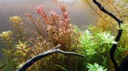 Aquarium einrichten mit Li -> Re: Proserpinaca palustris, Rotala colorata,