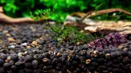 aquarium-von-yoshimaus-kleine-brillanten-auf-sechs-beinen-nur-noch-bsp-_Nachwuchstiere - Black Bee