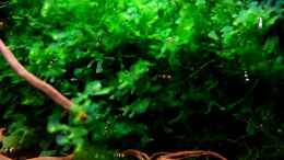 Aquarium einrichten mit Nachwuchstiere grasen den Süßwassertang nach