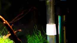 aquarium-von-yoshimaus-kleine-brillanten-auf-sechs-beinen-nur-noch-bsp-_Rohr vom Bodenfilter