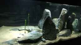 aquarium-von-monaco-cyprichromis-tank_