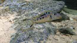 aquarium-von-monaco-cyprichromis-tank_Xenotilapia ochrogenys Männchen
