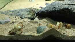 aquarium-von-monaco-cyprichromis-tank_Neolamprologus similis