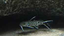 aquarium-von-monaco-cyprichromis-tank_Synodontis lucipinnis