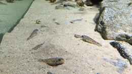 aquarium-von-monaco-cyprichromis-tank_Xenotilapia ochrogenys direkt nach Anschalten des Lichtes