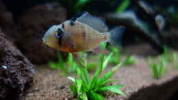 aquarium-von-atacama-wild-rio-guapore_Mikrogeophagus altospinosus, der große