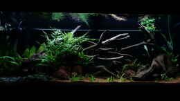 aquarium-von-atacama-wild-rio-guapore_13.03.18 - frisch bepflanzt