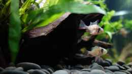 aquarium-von-atacama-wild-rio-guapore_Mikrogeophagus altospinosus, die kleinen