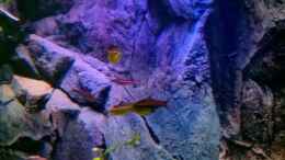 Aquarium einrichten mit Glühlichtsalmler