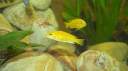 aquarium-von-jan-lamaa-becken-3292_Labidochromis caeruleus Yellow 