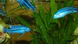 aquarium-von-jan-lamaa-becken-3292_Melanochromis johanni Maingano