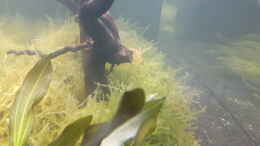 aquarium-von-kaddi-garnelen-becken-neu_Moorkienwurzel von der Seite
