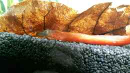 aquarium-von-kaddi-garnelen-becken-neu_Amano lässt sich rote Paprika schmecken