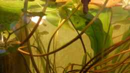 aquarium-von-miv-honiggurami-ii-2013---2015_Die Seerose treibt massenhaft Blätter.