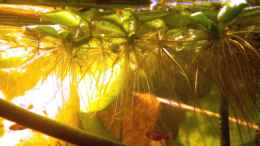 Aquarium einrichten mit Moskitorasbora und Kleiner Büschelfarn (Schwimmpflanze).