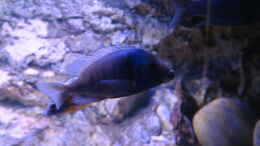 Aquarium einrichten mit Placidochromis M2