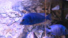 aquarium-von-lynex-riverstone_Placidochromis M