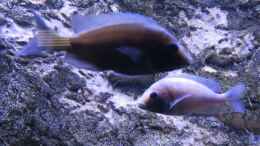 aquarium-von-lynex-riverstone_Placidochromis W2