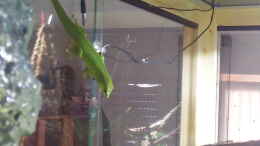 aquarium-von-m-g-mein-erstes-palludarium_mein Madadaskar gecko namens Glupschi