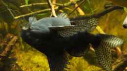 Aquarium einrichten mit Fiederbartwels - Synodontis eupterus
