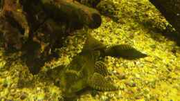 Foto mit Wabenschilderwels - Glyptoperichthys gibbiceps / L83