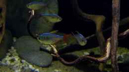 aquarium-von-marco-suedamerika-flussbiotop-aquarium_Hyphessobrycon columbianus - Rot-Blauer Kolumbianer 03.06.16
