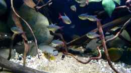 Aquarium einrichten mit Hyphessobrycon columbianus - Rot-Blauer Kolumbianer