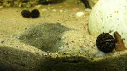 Aquarium einrichten mit Hypoclinemus mentalis - Peru-Süßwasserflunder