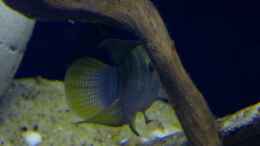 Aquarium einrichten mit Laetacara dorsigera - Rotbrust-Tüpfelbuntbarsch