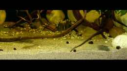 Aquarium einrichten mit meine 3 Hypoclinemus mentalis - Peru-Süßwasserflunder