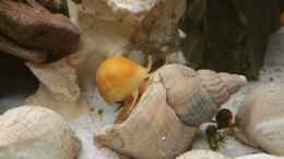 aquarium-von-dukes-aquaristikexperimente-live-and-let-die_Apfelschnecke auf der Wanderung 