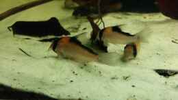 aquarium-von-simon2-rio-negro_Corydoras Adolfoi