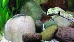 aquarium-von-miss-kasimir-nur-anschauungszwecken--aufgeloest-23-2-17_Borneoflossensauger 