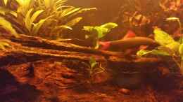 aquarium-von-svendergrosse-becken-33056_Meine Nr.1 im Becken, zur zeit ca. 11cm lang