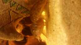 aquarium-von-svendergrosse-becken-33061_Man sieht auch hier wie das Weibchen die Eier unter ihrem Ba