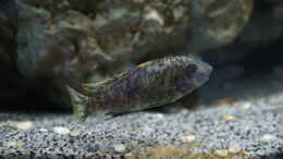 Aquarium einrichten mit Labeotropheus Fuelleborni Chipoka - Female (OB)