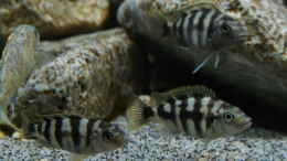 Aquarium einrichten mit Petrotilapia Chitimba - Female