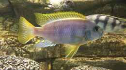 Aquarium einrichten mit Petrotilapia Chitimba - Male