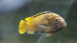 aquarium-von-dagloa-kaskazinis-tank_Metriaclima Msobo Magunga - Male (juvenil)