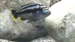Foto mit Melanochromis Kaskazini - Female