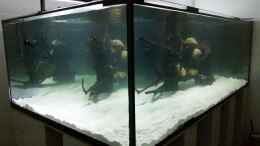 aquarium-von-bernd-n--predator-tank-nur-noch-als-beispiel_
