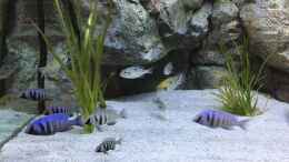 aquarium-von-senker-wohnzimmer-becken_Placidochromis phenochilus bekommen grad Farbe :) + Tramitic