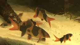 aquarium-von-h-t--asien---australien_ein paar Botien juvenil 4cm bis 12cm