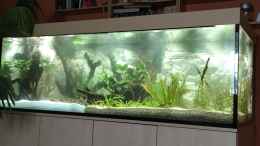 aquarium-von-h-t--asien---australien_neu bepflanzt und Wasser gerade eingefüllt