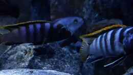 Aquarium einrichten mit Labidochromis sp. Mbamba