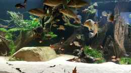 Aquarium einrichten mit Satanoperca Rhynchitis