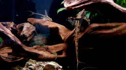 aquarium-von-henki-rio-bio_Sturisomas ruhen in der Strömung