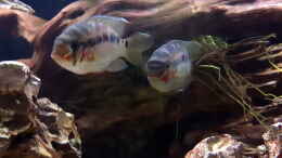 aquarium-von-henki-rio-bio_Krobia Xinguensis