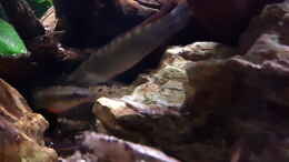aquarium-von-henki-rio-bio_Chrenicichla Regani - man sieht bei Ihr schön den Laichansa